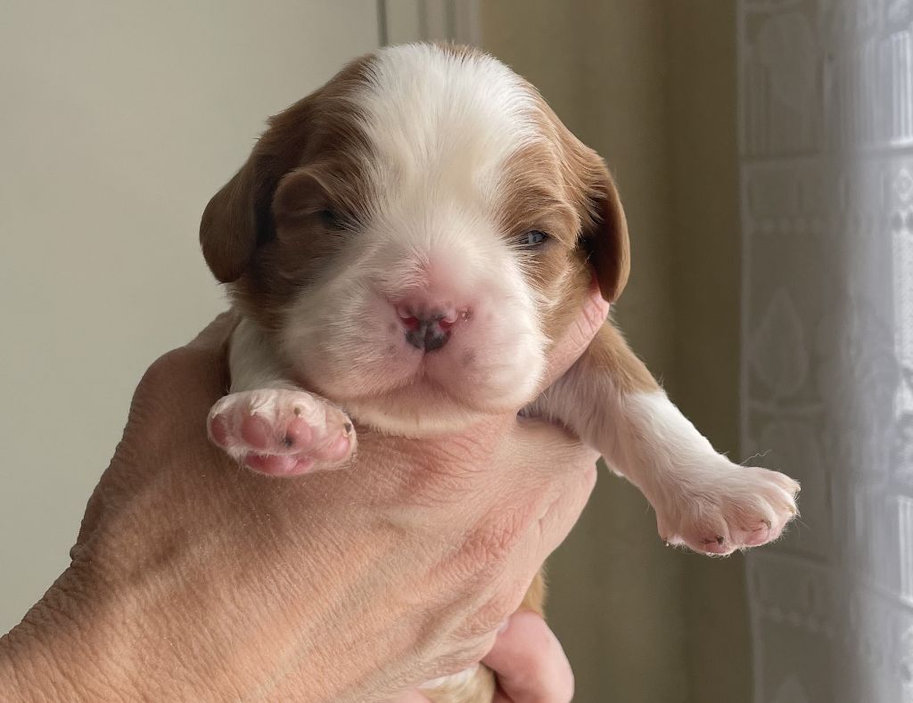 Des Cavaliers Du Roc Fleuri - Cavalier King Charles Spaniel - Portée née le 16/02/2025