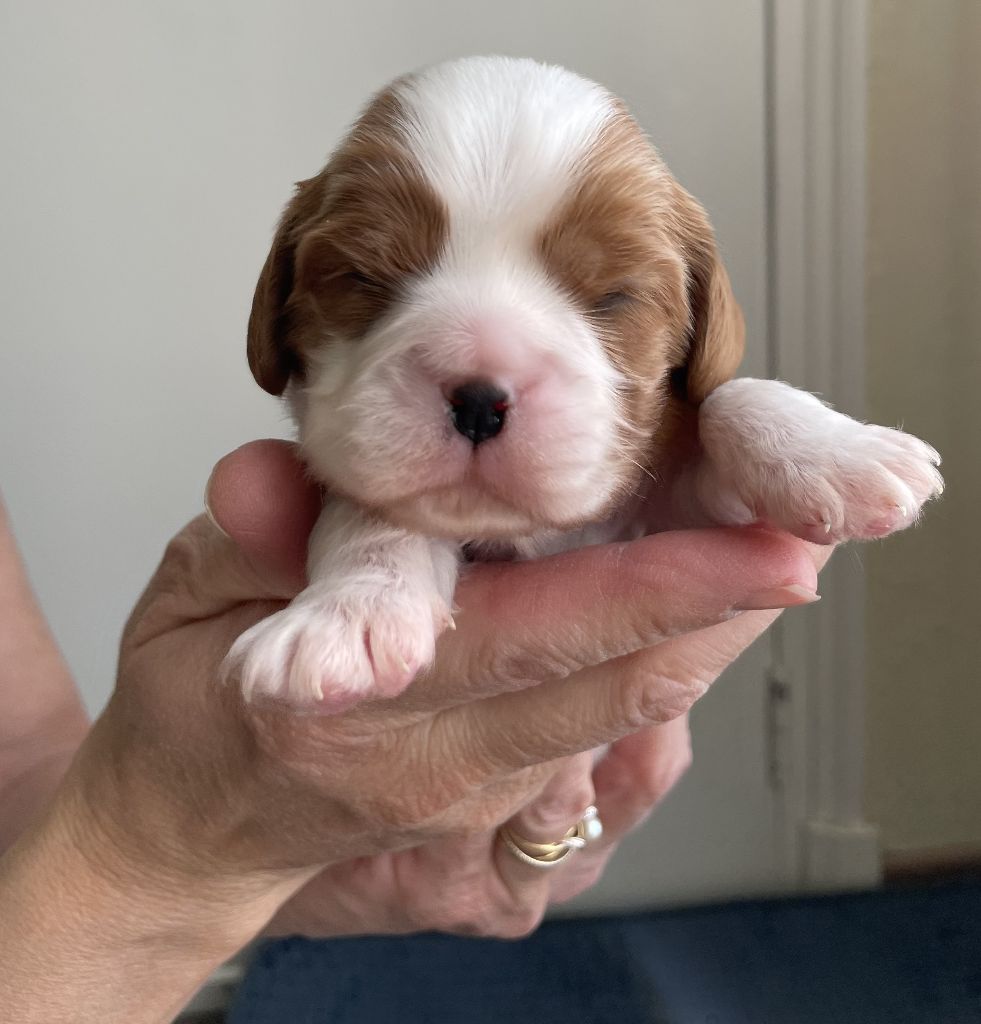 Des Cavaliers Du Roc Fleuri - Cavalier King Charles Spaniel - Portée née le 16/02/2025